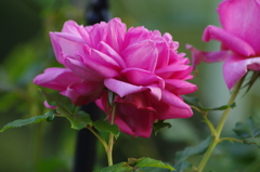 薔薇　4