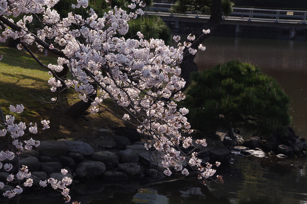 桜　2