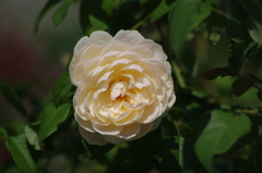 横浜の薔薇　3