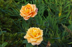 薔薇　4