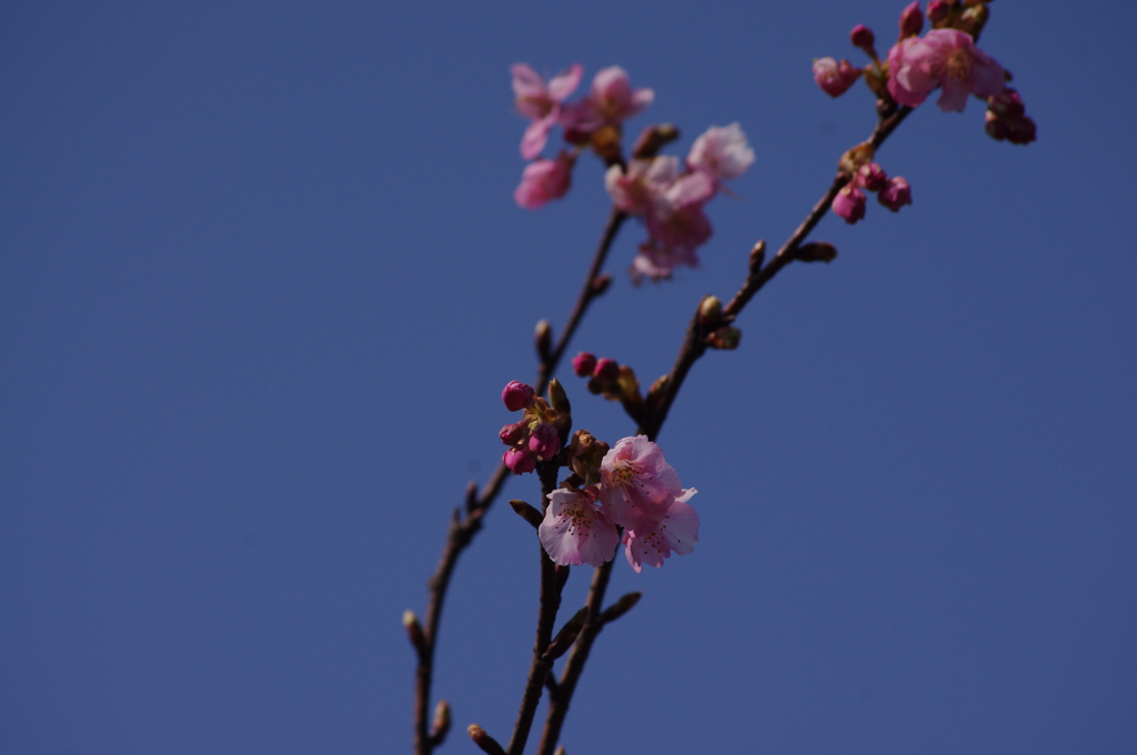 河津桜　1