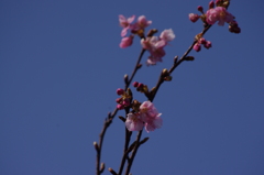 河津桜　1