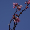 河津桜　1