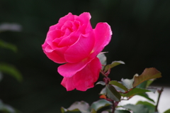 一月の薔薇　1　日比谷公園