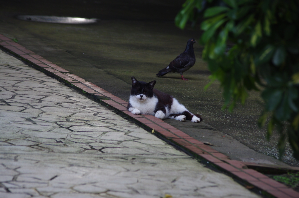 猫と鳩