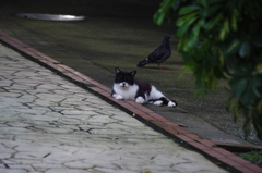 猫と鳩