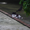 猫と鳩