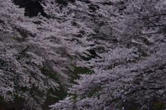 桜　6