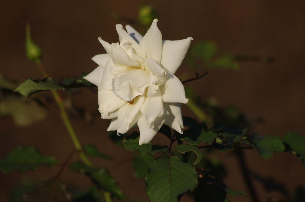 薔薇　7