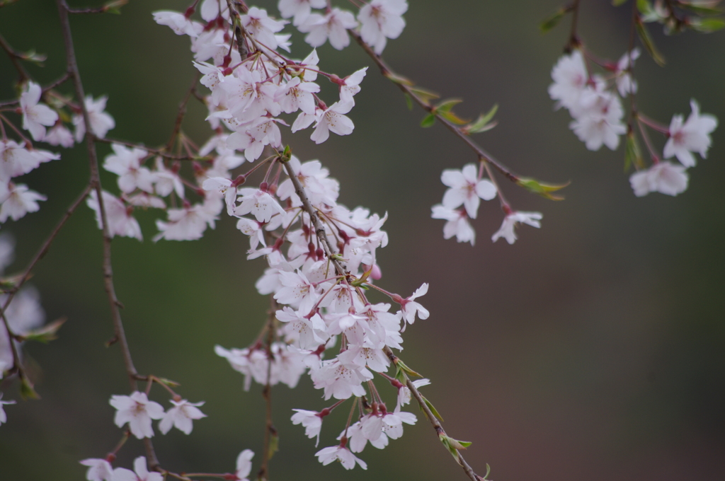 しだれ桜　小石川後楽園