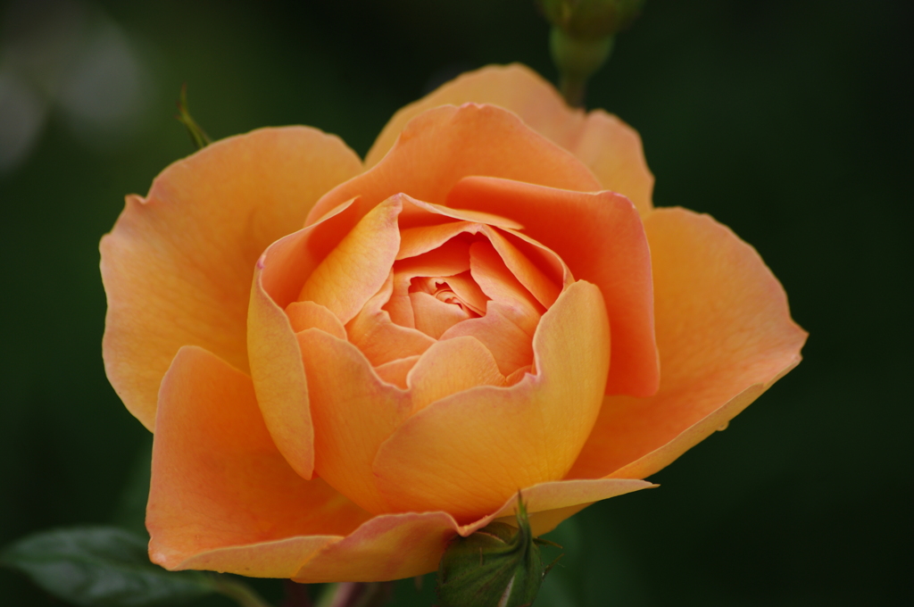 薔薇　12　港が見える丘公園　5月