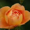 薔薇　12　港が見える丘公園　5月