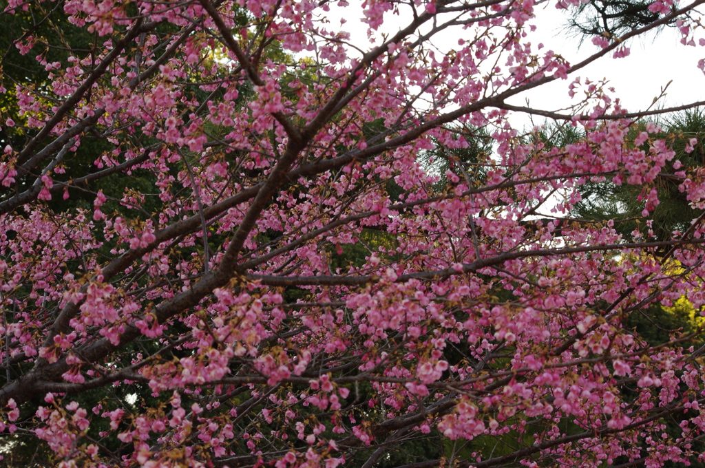 琉球寒緋桜　皇居東御苑　２月