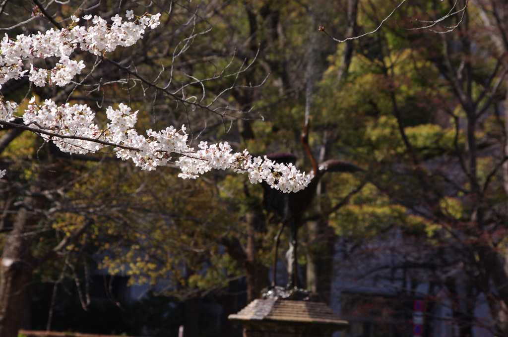 桜　7