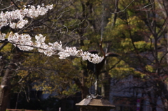 桜　7
