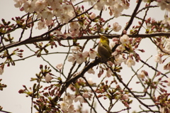 メジロと桜　1　泉岳寺