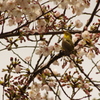 メジロと桜　1　泉岳寺