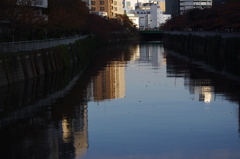 秋の目黒川