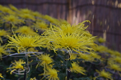 菊　2　亀戸天神　１１月