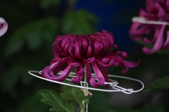 菊　6