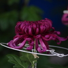 菊　6
