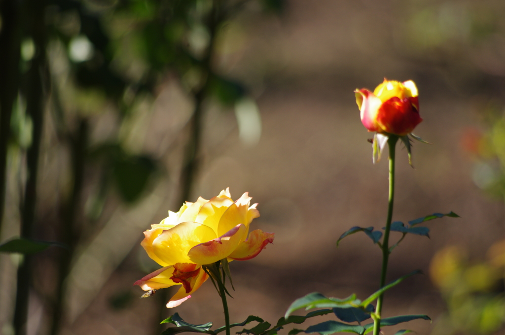 薔薇　1　日比谷公園　１１月
