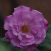 薔薇　5