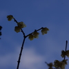 蝋梅　1
