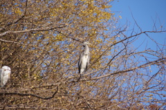 樹上のアオサギ　清澄庭園　１２月上旬