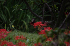 花と蝶　旧浜離宮庭園　９月