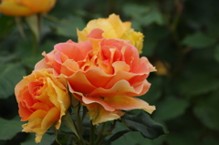 薔薇　17　山下公園　5月