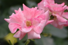 薔薇　山下公園　15