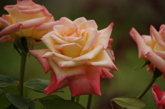 薔薇　3　代々木公園　６月