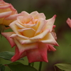 薔薇　3　代々木公園　６月