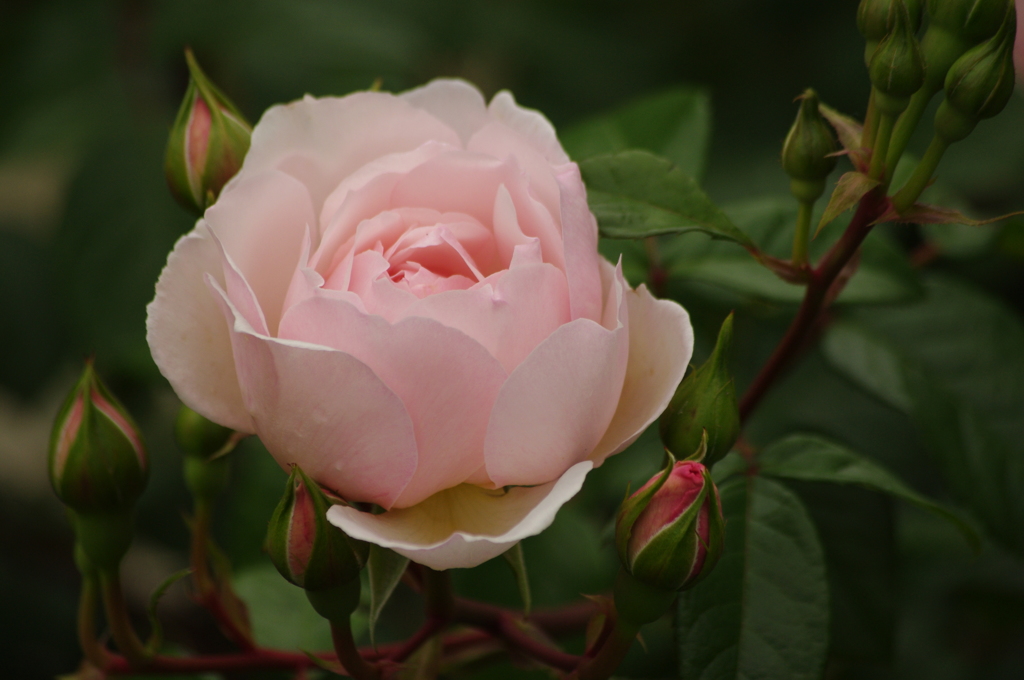 薔薇　28　港が見える丘公園　５月