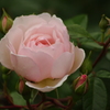 薔薇　28　港が見える丘公園　５月