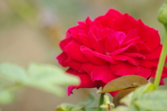 薔薇　1