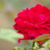 薔薇　1