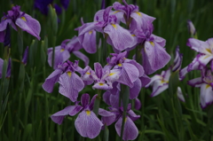 花菖蒲　7