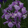 花菖蒲　7