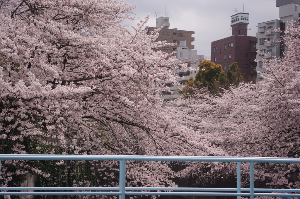 桜　神田川　2