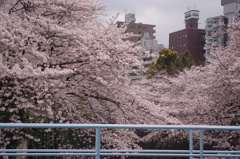桜　神田川　2