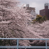 桜　神田川　2