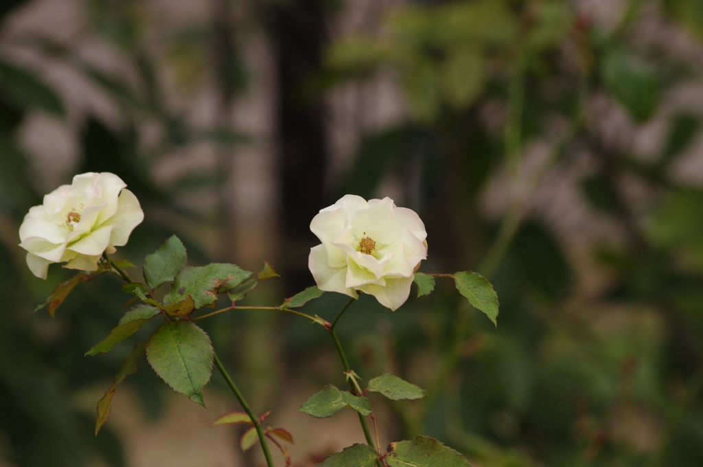 薔薇　3