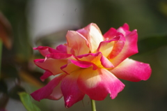 芝浦中央公園　６月下旬　薔薇　1