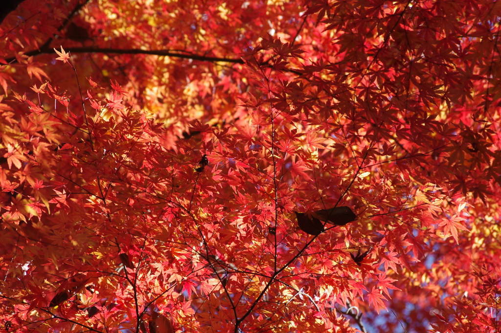 紅葉　小石川後楽園　１２月初旬　4