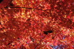 紅葉　小石川後楽園　１２月初旬　4