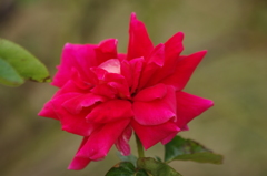 薔薇　2