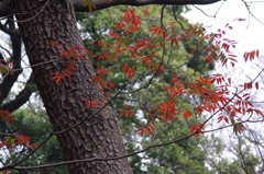 えっ　まだ紅葉でしょうか？？？？？