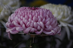 菊　5